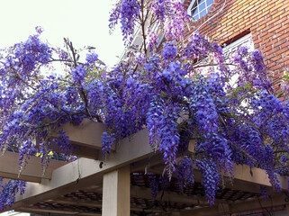 Purple wisteria flowers blooming on a gazebo