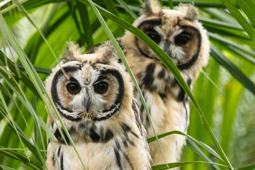 Coruja-orelhuda na Mata Atlântica / Striped Owl in the Atlantic forest
