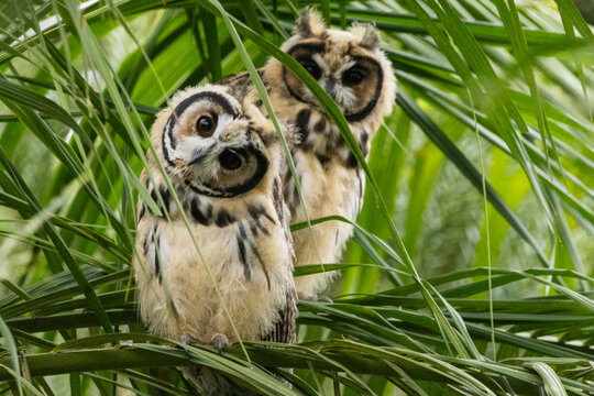 Coruja-orelhuda na Mata Atl&acirc;ntica / Striped Owl in the Atlantic forest