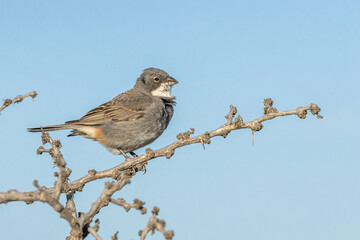 Diuca em um galho / Common Diuca-Finch on a branch