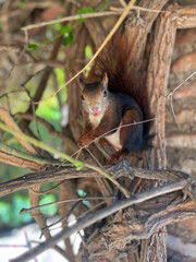 Close-up photo of a squirrel sitting on a tree and looking at the camera