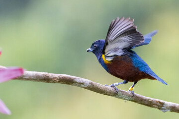 Ferro-velho em um galho de asa aberta / Chestnut-bellied Euphonia on a branch with open wings