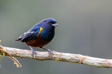 Fototapeta premium Ferro-velho em um galho / Chestnut-bellied Euphonia on a branch