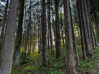 forest in the morning