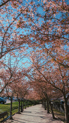 Spring Cherry Blossoms at the Utah State Capitol Building