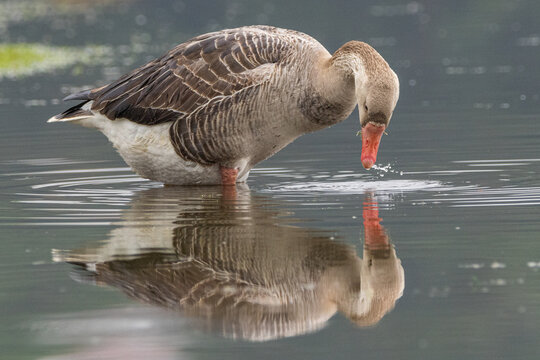 Ganso-de-magalh&atilde;es bebendo &aacute;gua em um lago / Upland Goose drinking water in a lake