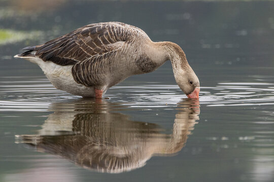 Ganso-de-magalh&atilde;es bebendo &aacute;gua em um lago / Upland Goose drinking water in a lake