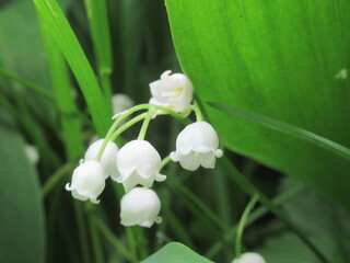 Zbliżenie na białe kwiaty konwalii majowej