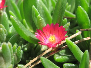 Zbliżenie na kwiat rośliny z gatunku delosperma © Kumulugma