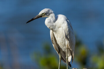 Fototapeta premium Garça-branca-pequena no manguezal / Snowy Egret in a mangrove