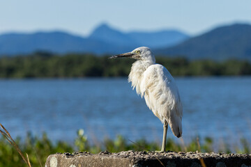 Garça-branca-pequena no manguezal / Snowy Egret in a mangrove