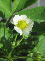 Zbliżenie na kwiat truskawki