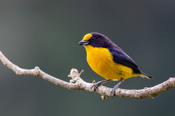 Gaturamo-verdadeiro pousado em um galho / violaceous euphonia perched in a branch