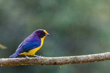 Gaturamo-verdadeiro pousado em um galho / violaceous euphonia perched in a branch