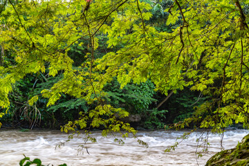 Choco andino Nanegal