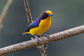 Gaturamo-verdadeiro pousado em um galho / violaceous euphonia perched in a branch