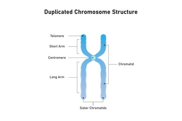 Duplicated Chromosome Structure Scientific Design. Vector Illustration.