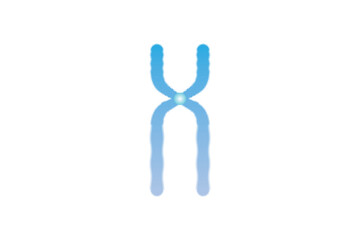 Duplicated Chromosome Structure Scientific Design. Vector Illustration.