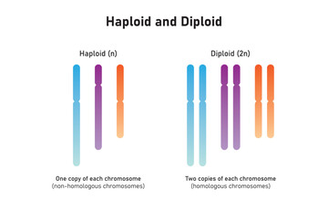 Haploidy and Diploidy Scientific Design. Vector Illustration.