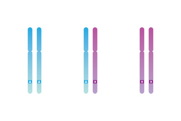Homozygous and Heterozygous Chromosomes Scientific Design. Vector Illustration.