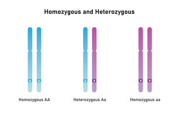 Homozygous and Heterozygous Chromosomes Scientific Design. Vector Illustration.