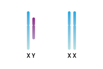 Human Sex Chromosomes (Gonosomes) Scientific Design. Vector Illustration.