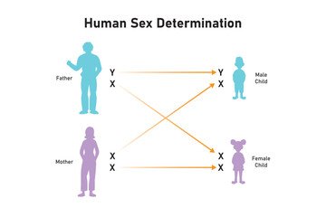 Human Sex Determination Scientific Design. Vector Illustration.