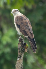 Gavião-carrapateiro pousado em um galho / Yellow-headed Caracara perched in a branch