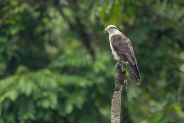 Gavião-carrapateiro pousado em um galho / Yellow-headed Caracara perched in a branch