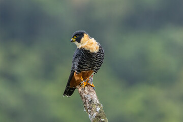 Cauré pousado em um galho / Bat Falcon perched on a branch