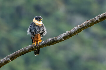 Cauré pousado em um galho / Bat Falcon perched on a branch