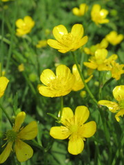 Zbliżenie na żółte kwiaty Ranunculus arvensis