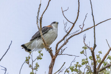 Gavião-de-costas-vermelhas na Patagônia Argentina / variable hawk in the Argentine Patagonia