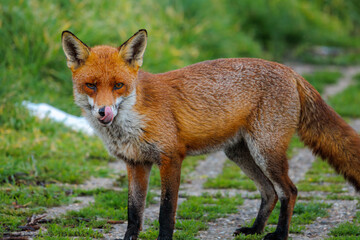 Fox