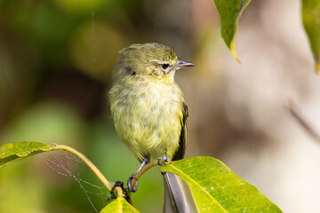 Maria-da-restinga, ave ameaçada de extinção, pousada em galho na restinga / restinga tyrannulet,...