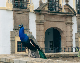 peacock 5 © Marcin