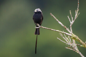 Maria-viuvinha esperando pousada em um galho / Long-tailed Tyrant waiting perched on a branch
