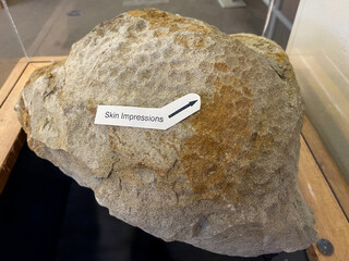 Dinosaur soft tissue fossil at Grand Staircase - Escalante. Gryposaurus dinosaur skin impression,...