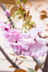 delicate double pink sakura flowers