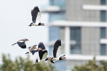 Bando de Quero-quero voando pela cidadee / Flock of Vanellus chilensis flying by the city