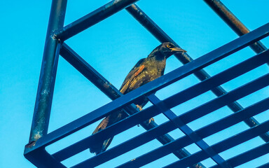 Great tailed Grackle bird on power pole cable ladder stairs.