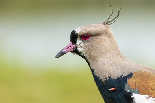 Close de um Quero-quero / Vanellus chilensis close-up