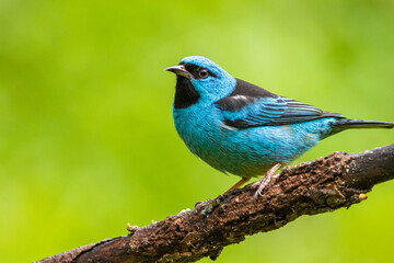 Obraz premium Saí-azul na Mata Atlântica / Blue Dacnis in the Atlantic Forest 