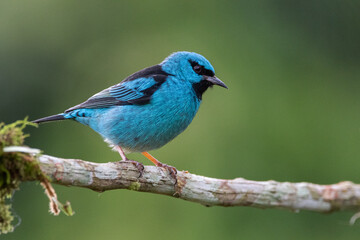 Fototapeta premium Saí-azul na Mata Atlântica / Blue Dacnis in the Atlantic Forest 