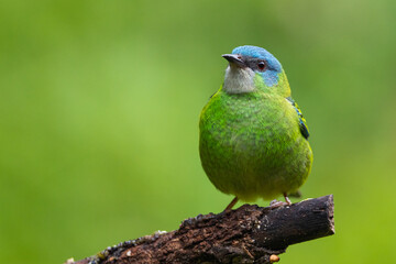 Saí-azul (fêmea) na Mata Atlântica / Blue Dacnis (female) in the Atlantic Forest 