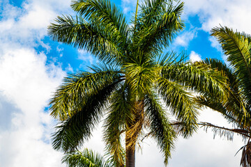 Fototapeta premium Tropical palm trees palms tree plants in Alajuela Costa Rica.