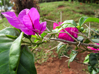 A branch of the bougainvillea tree with lilac flower petals, green leaves and, in the background,...