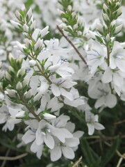 Kwiaty rośliny z gatunku Veronica prostrata