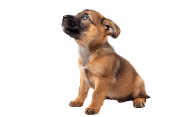 Obraz premium Cute puppy, looking up, waiting for the owner's command.