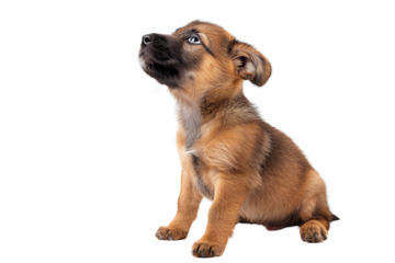 Cute puppy, looking up, waiting for the owner's command.